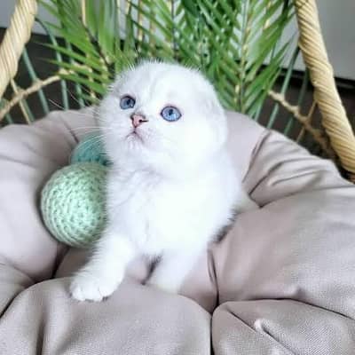 adorable Scottish fold kittens