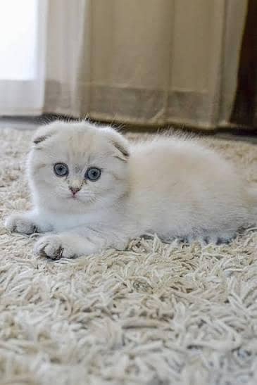 adorable Scottish fold kittens
