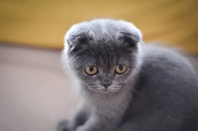 adorable Scottish fold kittens — photo 3