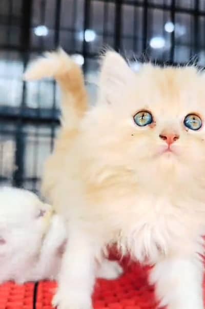 Persian cat kitten for sale my WhatsApp 03126762031