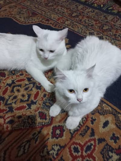 Persian Cat Pair