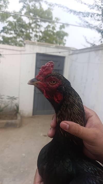 Jawa miawali aseel murgha