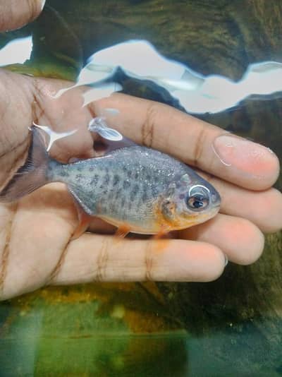 Red bali pacu