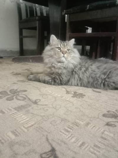 Huge Fluffy Maine Coon–Type Cat | Calm | Adult