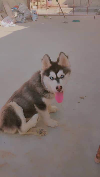 Siberian husky female