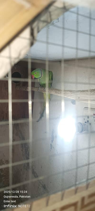 male parrot for sale