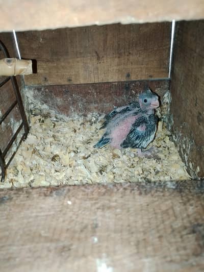 cocktail parret handfeeding chick for sale
