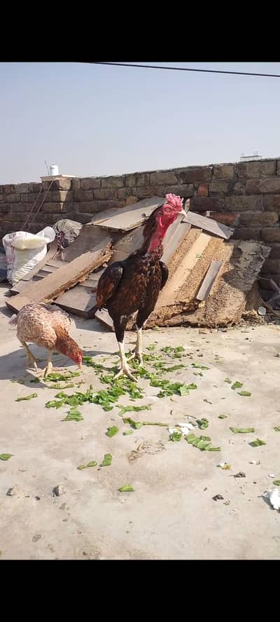 aseel dengi taja for exchange