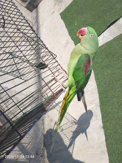 fully hand team parrot for sale 03054636833