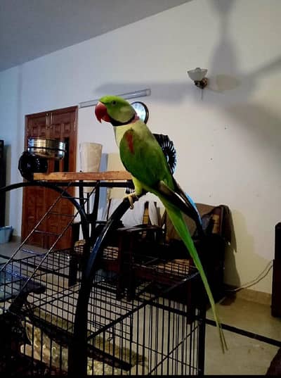 beautiful and healthy hand tame big size RAW parrot