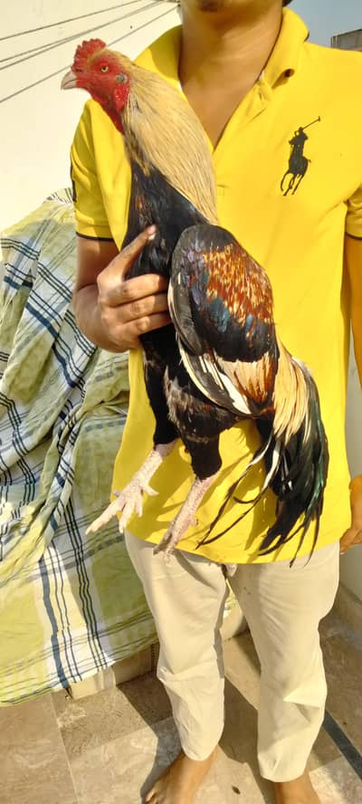 Aseel miyawali murga