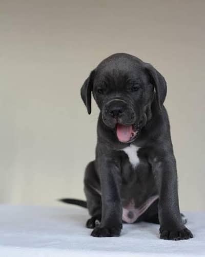 Cane Corso pups  for sale majistic and loyal companion!