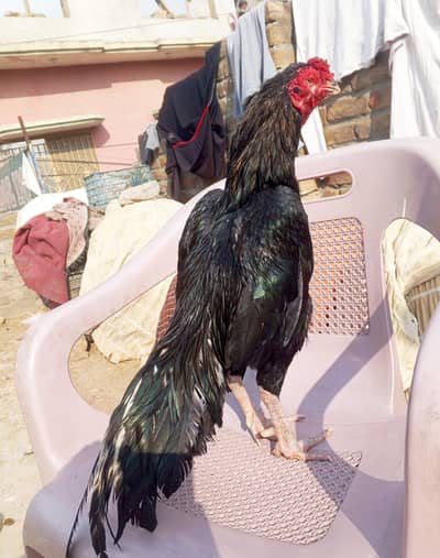 Lasani Aseel Mushka bird