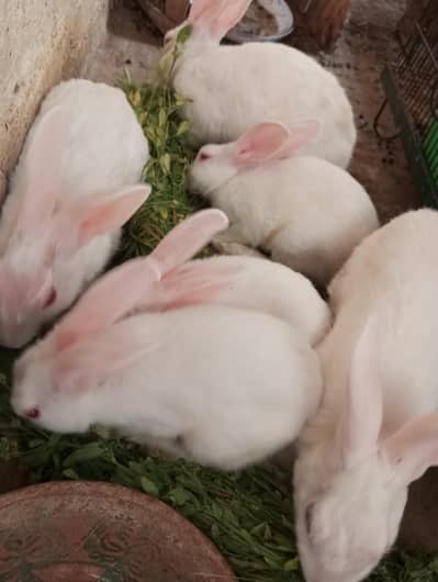 Rabbit pair full white red eye