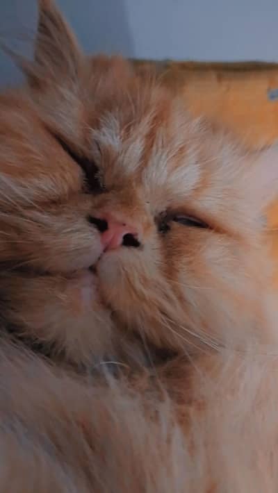 brown Persian punch face  female cat