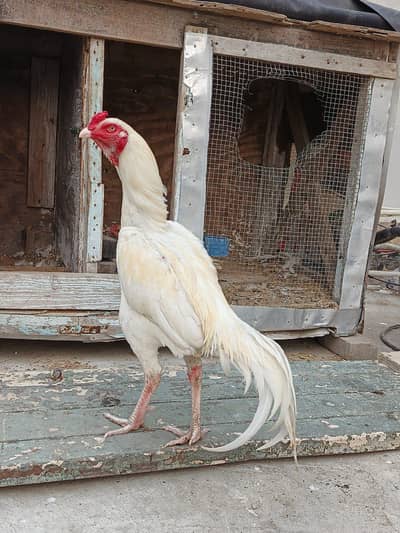 Pure Heera Aseel pair