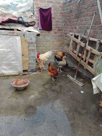 lohman brown| lohman black |eggs laying lohman brown hen |murghi |eggs