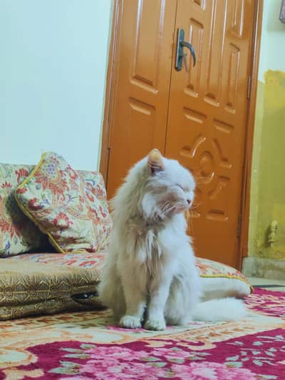 Persian cat
