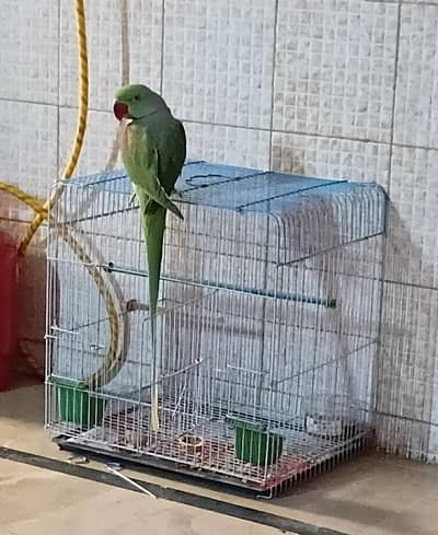 kashmir raw 1 pair 1 handtame male