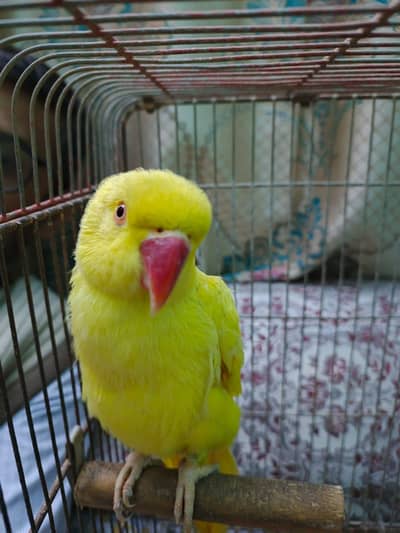 Yellow ringneck