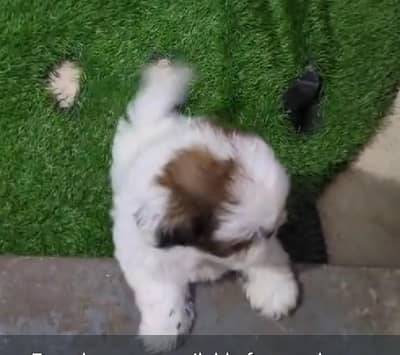 shitzu Female pup for new home