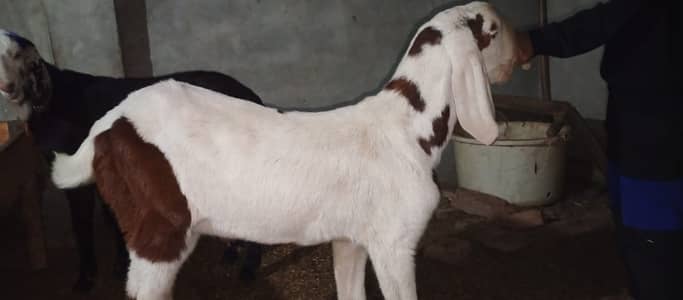 Desi Bakre | goat | Breeder bakre | Sheep | Pure Desi بکرا For sale