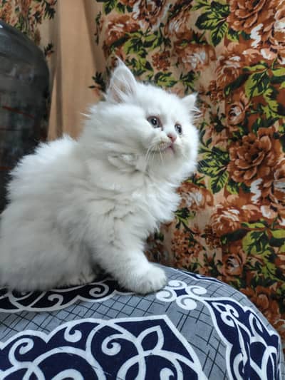 Pure Persian triple coated punch Face male kitten 2 months age Cat