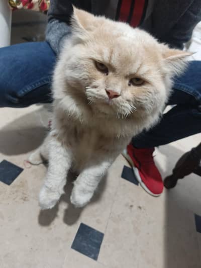 Persian cat