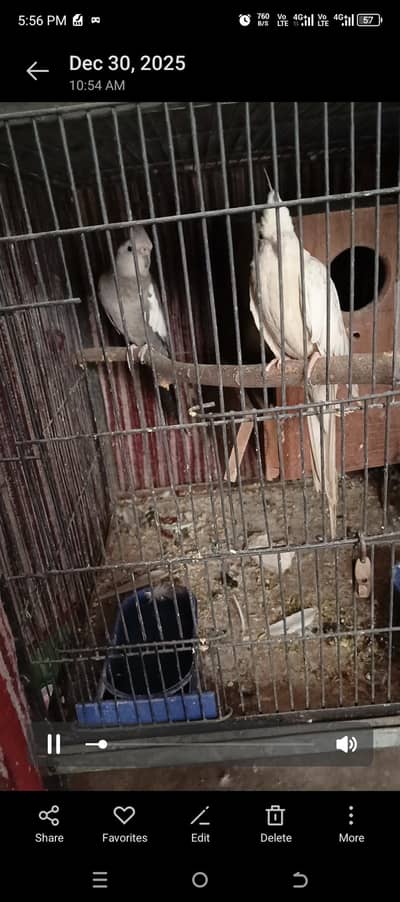 cocktail breader pair