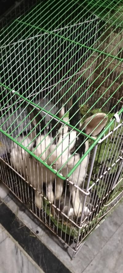 1 pair rabbit