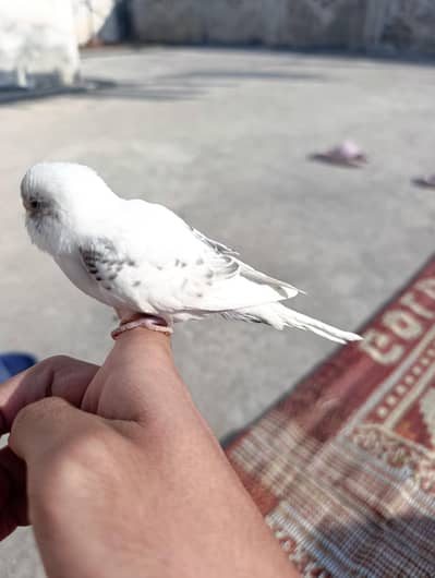 Handtame Australian parrot for sale urgent