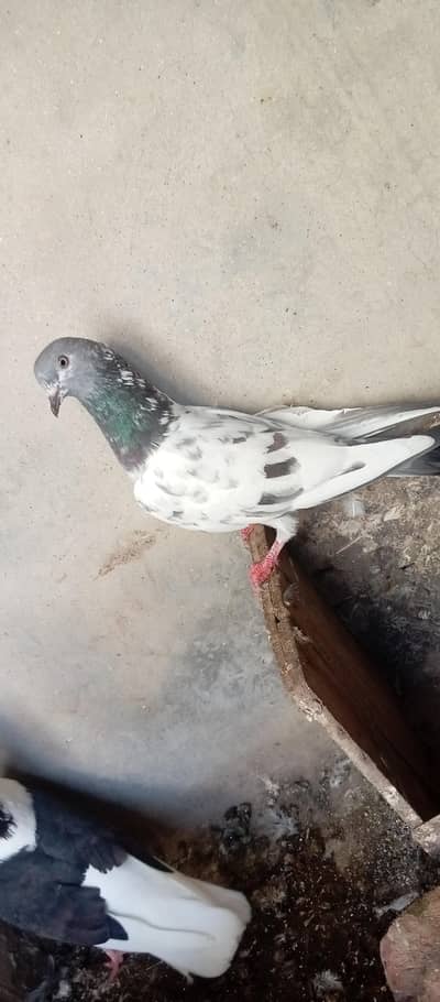 female pigeon