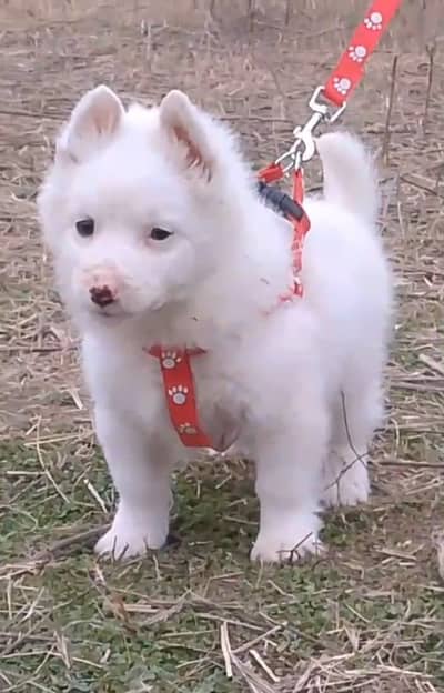 Russian Dogs | Russian pink nose puppy | Russian male puppy for sale
