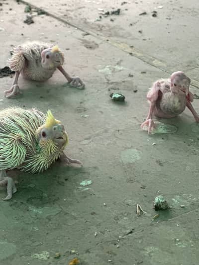 Cocktail pair and chicks