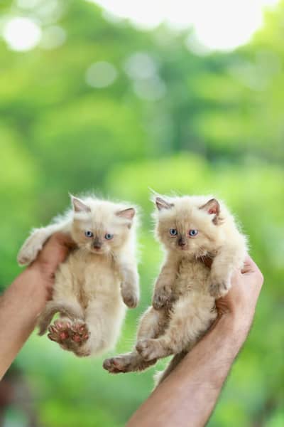 cash on delivery punch face triple cote kittens cat