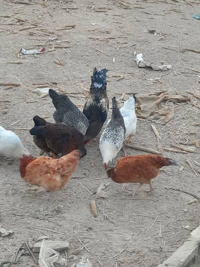 aseel cross Murga for Sel