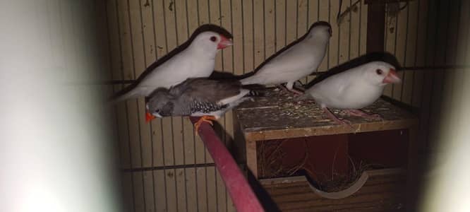 white java,finches,red eyes albino lotino