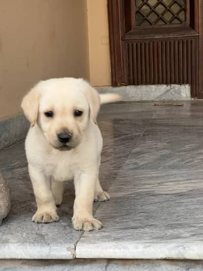 LABRADOR show class pup 03014615555