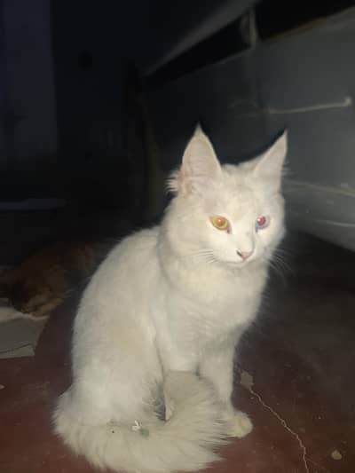 Turkish angora  bread