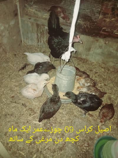 Aseel cross Hen with 09 chicks