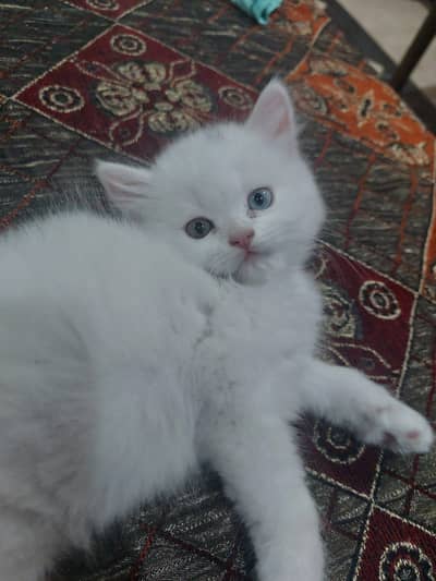 Persian kitten for sale (female)