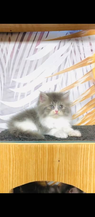 cash on delivery punch face triple cote kittens cat