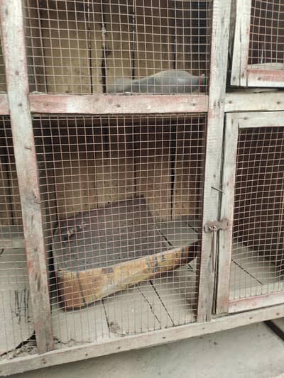 4 boxx pegions and hens cage