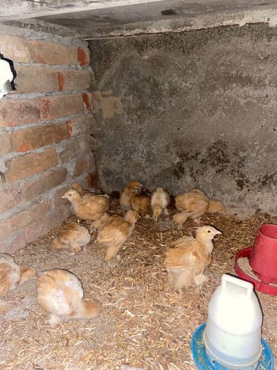 goldenbuff chicks 03264309582