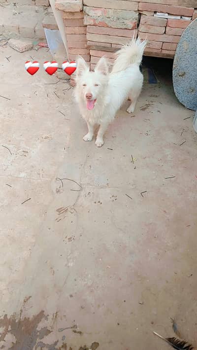 full white colour  03035566703