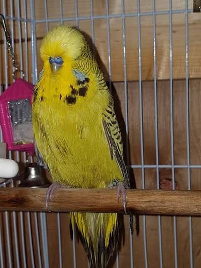 Exhibition Budgies available