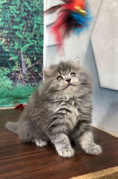 cash on delivery punch face triple cote kittens cat