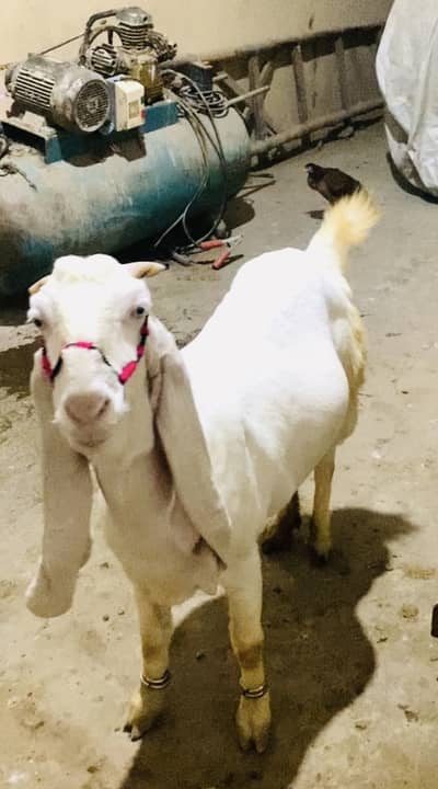 WhatsApp 03352839988