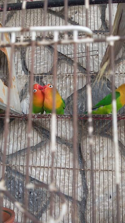 Well-Cared For Birds Looking for a New Home