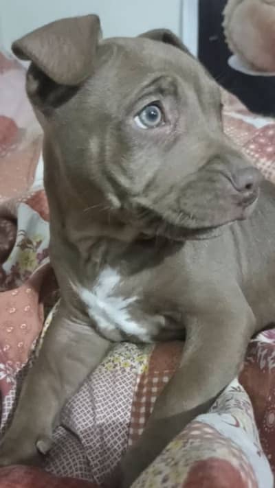 pitbull female vaccinated healthy puppy